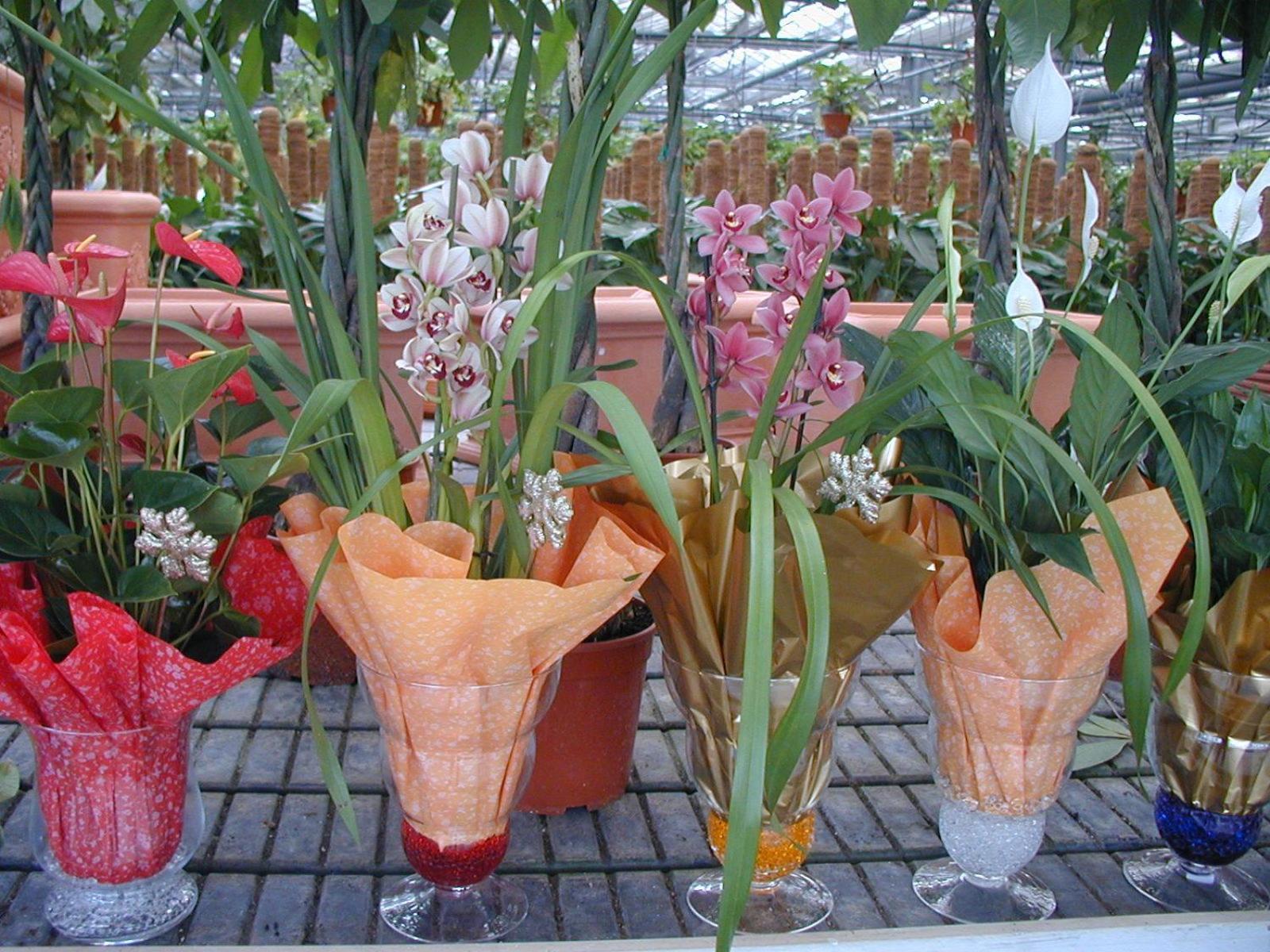 Societa Agricola Mg Florplant Βίλα Francavilla Marittima Εξωτερικό φωτογραφία