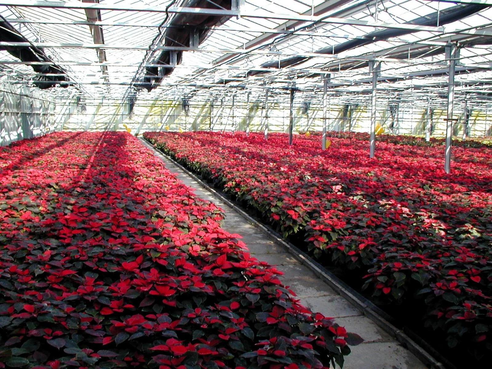 Societa Agricola Mg Florplant Βίλα Francavilla Marittima Εξωτερικό φωτογραφία